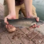 community ponds catfish