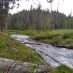 Find trout fishing near me