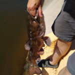 容易受骗的鲶鱼在亚利桑那州的运河
