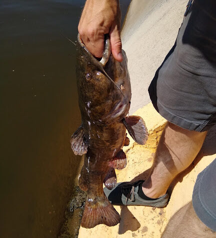 在亚利桑那运河捕获的平头鲶鱼